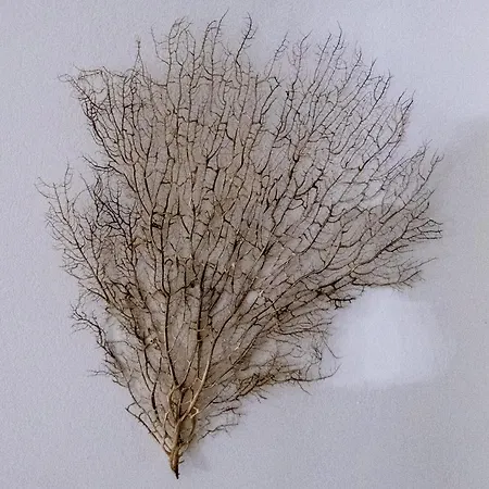 Willa Sagma Perissa (Santorini)